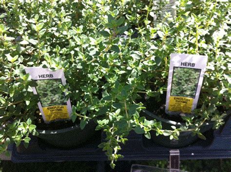 Growing Golden Lime Thyme In Your Garden Mother Earth Living
