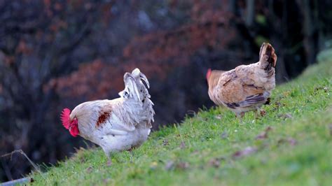 Mais de 40 vídeos grátis em HD e 4K de Desnudo Masculino Gay e Masculino Pixabay