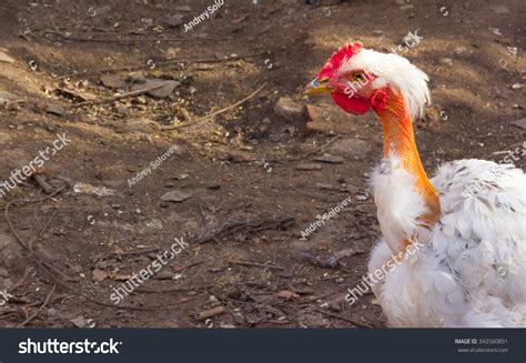 Profile Portrait Naked Neck Chicken Transylvanian Stock Photo 343560851 Shutterstock