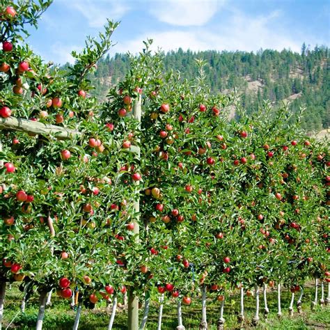 Gala Apple | PlantsExpress.com