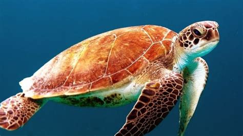 Curiosidades De Las Tortugas