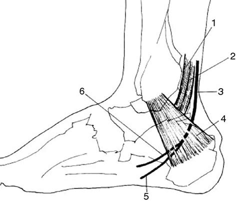 Medial And Lateral Plantar Nerve Entrapment Medial And Lateral