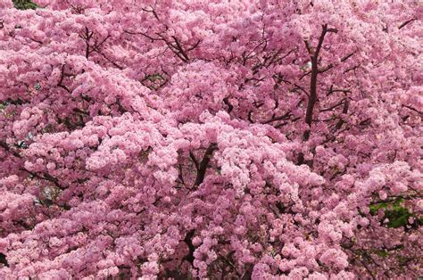 Trees And Shrubs From The Prunus Genus