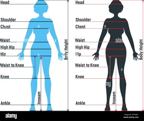 Premium Vector Male And Female Size Chart Anatomy Human Character