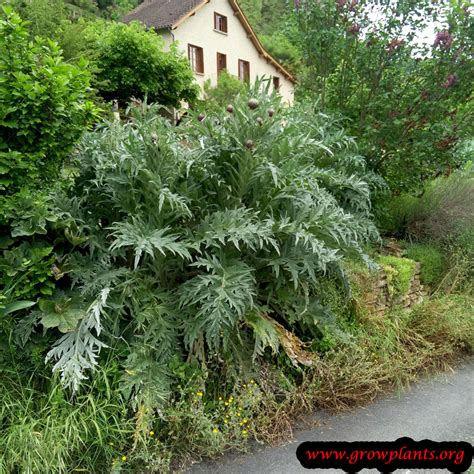 how to care for artichoke plants