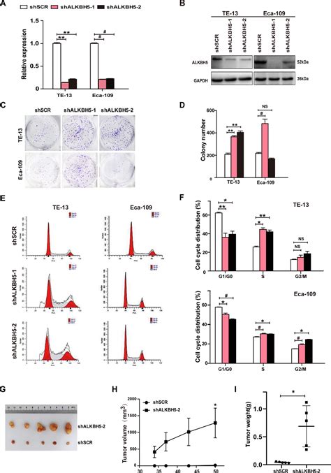 M6A Demethylase ALKBH5 Suppression Contributes To Esophageal Squamous