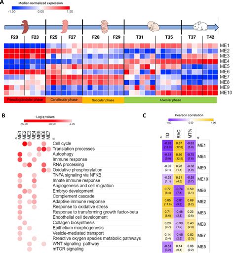 Developmental Phase Dependent Gene Expression Analysis A Module