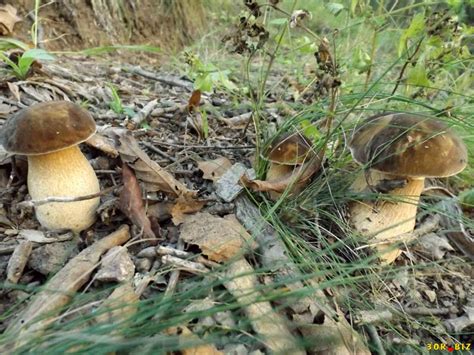 belye-griby-b - OZ Biosféra