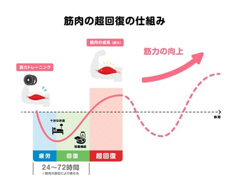 週4回トレーニング分割法！週4トレーニーの効果的な筋トレメニューの組み方とは？ 最高のパーソナルトレーナーが見つかるインタビューメディア【ファインドトレーナー】