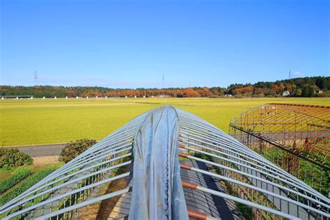 有機栽培米の金谷農場 - 週間予報にダルマさんがチラホラ出始めたのでピーちゃんハウスの天井まくってます。高いとこはちょ... | Facebook