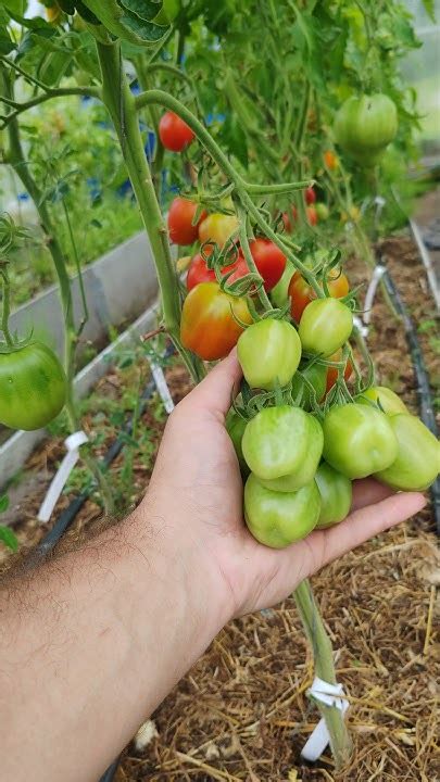 Обзор Томат Хай Тек Папелетто от Сады России - YouTube