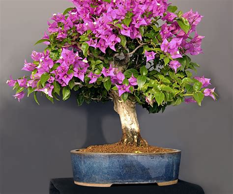 Everything you need to grow a hi bouganvilla at home 16
