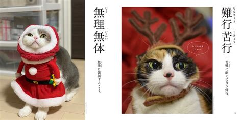 猫の写真を眺めて賢くなれる！？含蓄のある言葉が頭にスッと入ってくる『にゃんこ四字熟語辞典』 | Cat Press