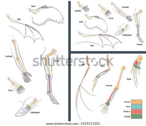 Analogous Homologous Organs Comparison Between Forelimbs Illustration