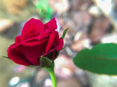 Valentine Rose Flower Free Photo On Pixabay Pixabay