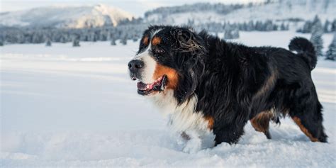 Sarà la pillola dei miracoli Si dice possa allungare la vita dei cani