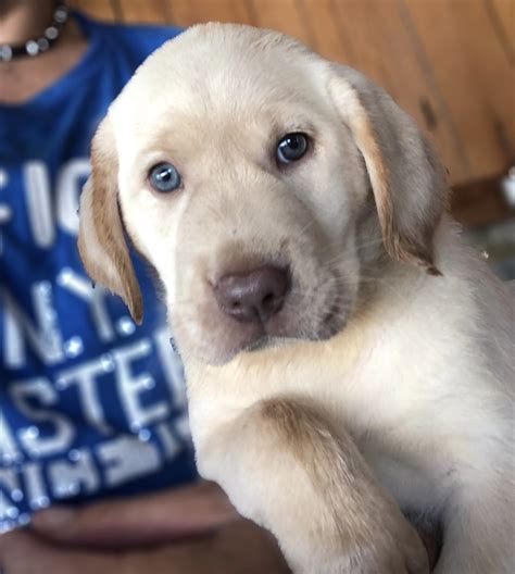 Champagne & Silver Lab Puppies Available For Sale | Silver & Charcoal Kennels