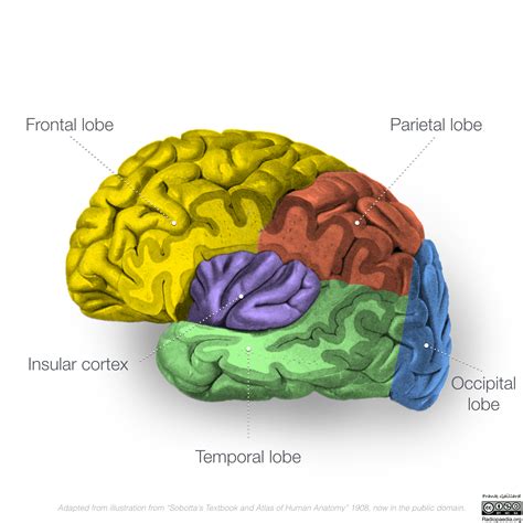 Lobes Of The Brain 