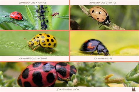 Onde Vive A Joaninha - Onde vivem as JOANINHAS? - Habitat e curiosidades (com FOTOS)