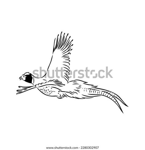 Hand Drawn Pheasant Sketch Vector Illustration Stock Vector (Royalty ...