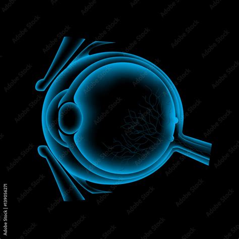 ocular ultrasound eye anatomy scan stock vector adobe stock