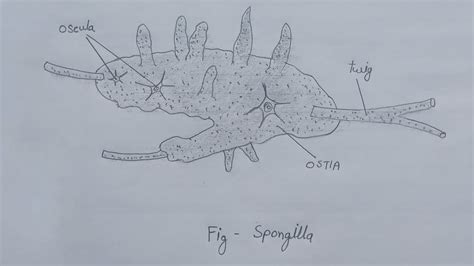 Spongilla Diagram Of Spongilla Classification Of Spongilla