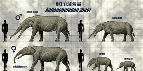 Реконструкция Афанобелодона (Aphanobelodon zhaoi) - новый род и вид ...