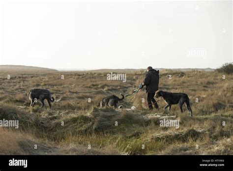 Human irish wolfhounds hi-res stock photography and images - Alamy