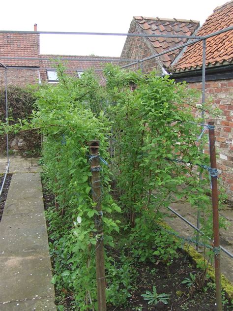 My Gardening And Beekeeping Forum Great Gardens At Great Ouseburn