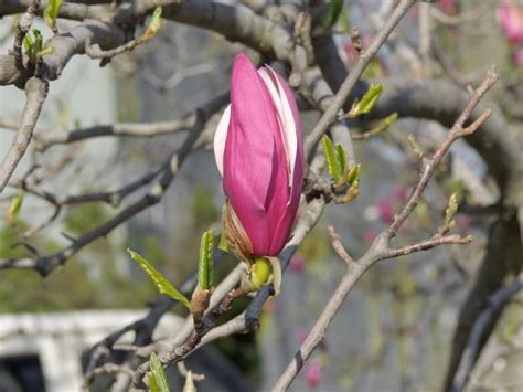 picture flower bud flower garden horticulture magnolia flower