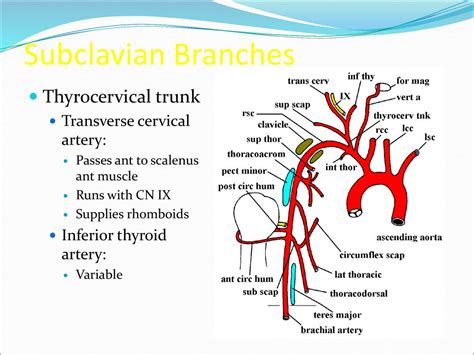 Branches Of Thyrocervical Trunk