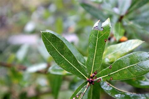 Swamp Laurel Oak Tree Footsteps In The Forest
