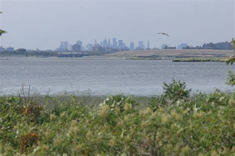 Discover The Wetland Ecosystem Of New York Wetland Conservation