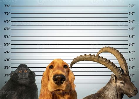 Springfield's Mugshot Menagerie: Animals And Their Human Counterparts ...