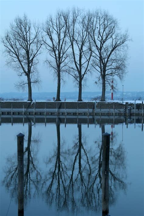 Free Images Tree Water Nature Branch Snow Winter Fog Mist