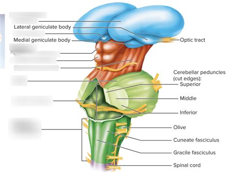 Brain Stem Diagram Quizlet