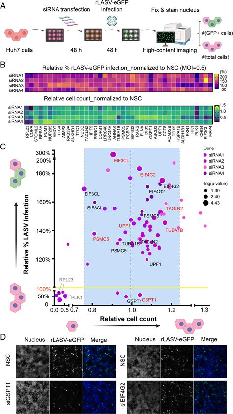 Proximity Interactome Analysis Of Lassa Polymerase Reveals ERF3a GSPT1