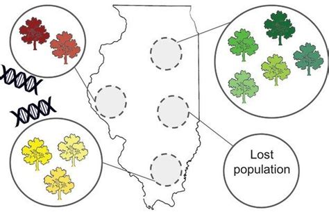 Monitoring status and trends in genetic diversity for the Convention on ... 