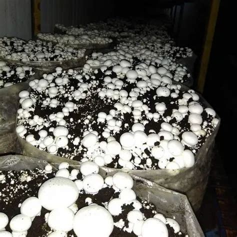 Maharashtra Button Mushroom Packaging Type Box At 130 Kg In Kolhapur