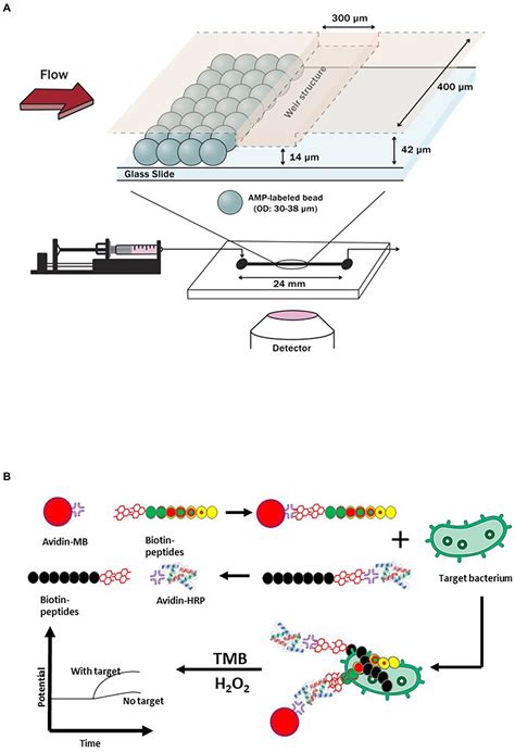 Frontiers | Advances, applications, and limitations of portable and ...