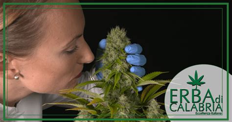 Terpeni Cosa Sono E Che Funzione Hanno Nelle Piante Di Cannabis Erba