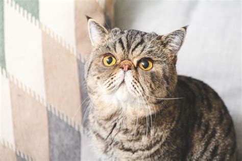 Flat Faced Cat Breeds Great Pet Care