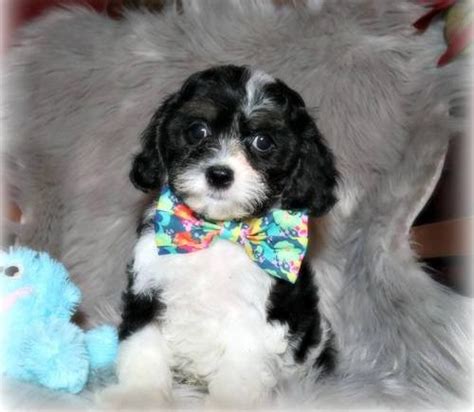 Cavapoo Puppy for Sale - Adoption, Rescue for Sale in Brainerd ...