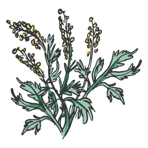 Herbs Hand Drawn Yellow Png And Svg Design For T Shirts