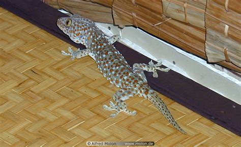 Photo Of Gecko Other Images Thailand