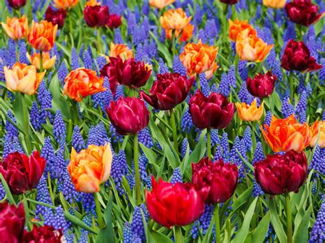 Ottawa—tulip – Travelesque Life