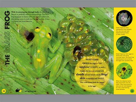 Everything You Need To Know About Frogs by DK - Penguin Books Australia