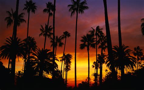 Download Silhouette Orange Color Sky Palm Tree California Nature