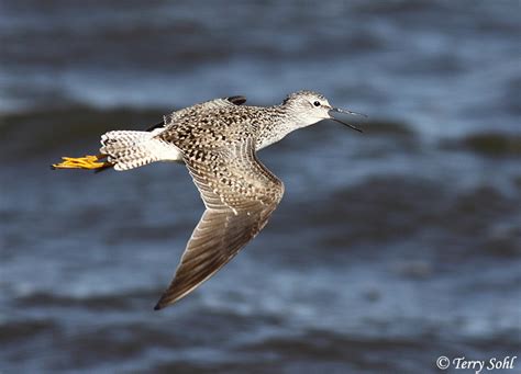 Identification Keys and Tips - Lesser vs. Greater Yellowlegs