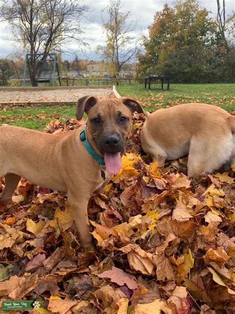 Black Mouth Cur Stud Dog - Stud Dog in MN, the United States | Breed